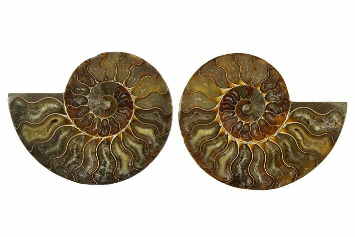 Cut & Polished,Agate-Replaced Ammonite Fossil - Madagascar #336827